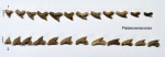зубной ряд Palaeoanacorax