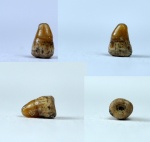 зуб-"клык" Pycnodontiformes (?)