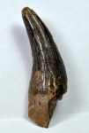 зуб плиозавра (?)