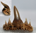 зуб Paraorthacodus
