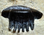 зуб Polyrhizodus