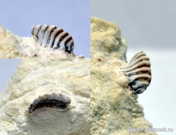 карбон, Цемгигант, рыбы, Solenodus crenulatus, fish