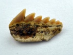 зуб гребнезубой акулы Hexanchus sp.