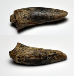 поработавший зуб плезиозавра (?)