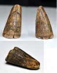 зуб плиозавра
