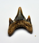 мощный зуб ламноида