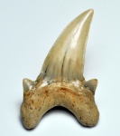 зуб Dwardius