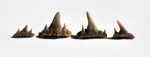 зубы Paraorthacodus