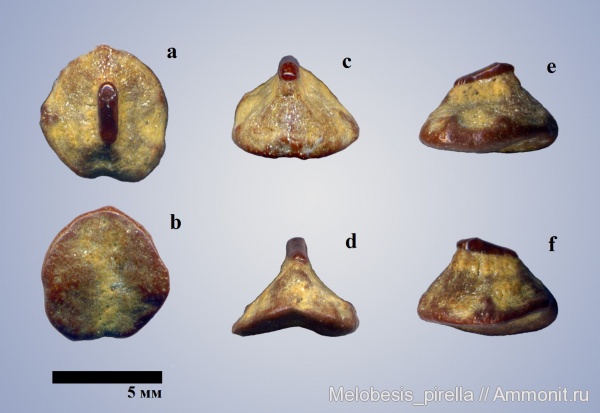 палеоцен, скаты, шипы, Волгоград, ray, dermal denticle, Paleocene, ray denticle