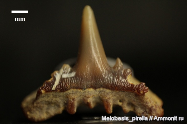 маастрихт, зубы акул, Paraorthacodus, Волгоград, Maastrichtian
