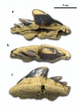 Передне-боковой Hexanchiformes.