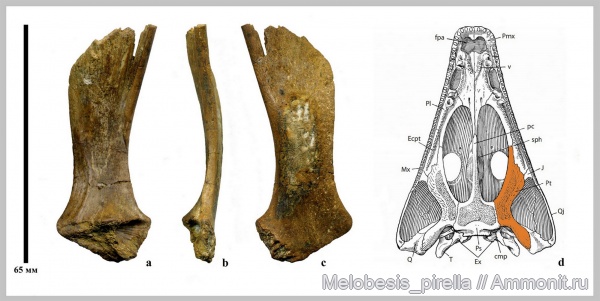 триас, амфибии, Parotosuchus, Волгоградская область, оленёкский ярус, Trematosaurus, Волгоград, Triassic