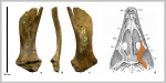 Крыловидная кость амфибии