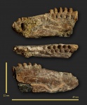 Фрагмент челюсти Saurodontidae.