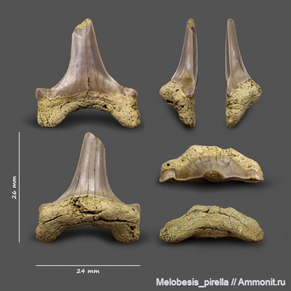палеоген, маастрихт, Cretalamna, зубы акул, ?, Otodus, датский ярус, Волгоград, даний, Maastrichtian, Cretaceous
