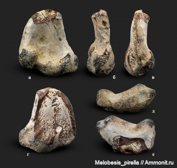 мел, птицы, позвоночные, мезозой, кампан, Волгоградская область, Hesperornis, Волгоград, Campanian, Cretaceous, гесперорнисы, Hesperornithiformes, Hesperornis rossicus