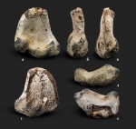 Фрагмент бедра Hesperornis