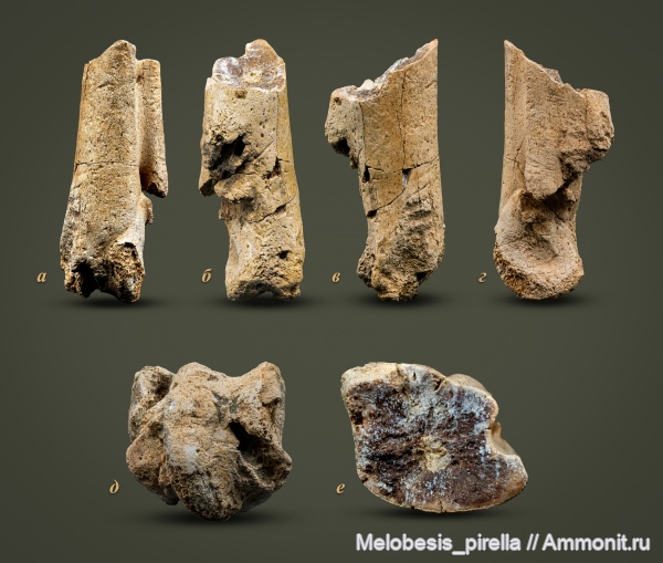 мел, птицы, позвоночные, кампан, Волгоградская область, Hesperornis, Волгоград, Campanian, Cretaceous, гесперорнисы, Hesperornithiformes, Hesperornis rossicus, tarsometatarsus