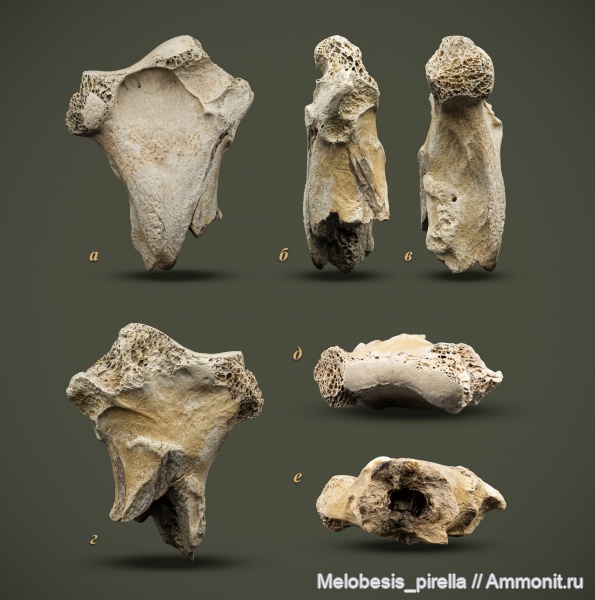 мел, птицы, позвоночные, мезозой, Пензенская область, кампан, Hesperornis, Campanian, Cretaceous, Пенза, гесперорнисы, Hesperornithiformes