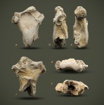 Фрагмент бедра Hesperornis sp.