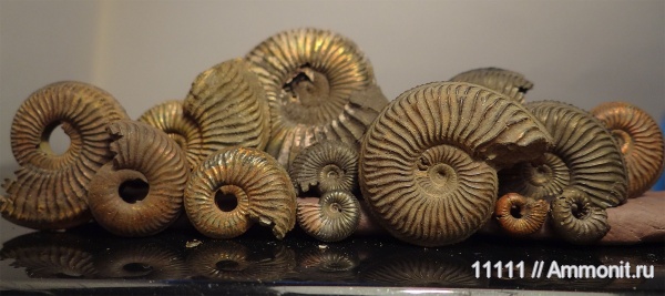 аммониты, юра, Бронницы, оксфорд, Amoeboceras, Amoeboceras alternoides, Ammonites, Oxfordian, Jurassic