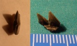 фрагмент зуба акулы Hexanchoidei fam., gen. et sp. indet