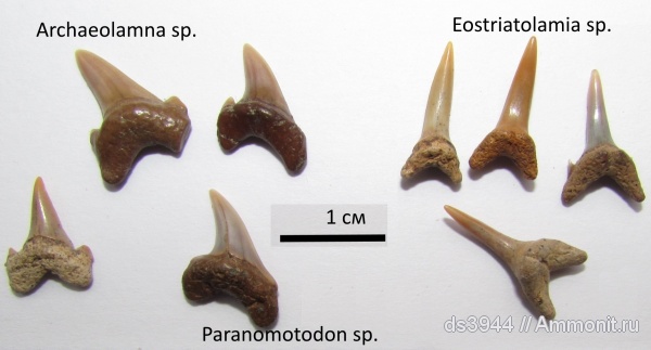 мел, рыбы, зубы, Eostriatolamia, сеноман, Archaeolamna, Paranomotodon
