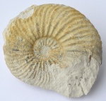 Аммонит Hoplites