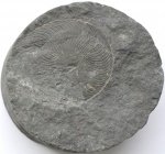 Подарочек, Polyplectus discoides