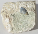 зуб Strophodus sp.