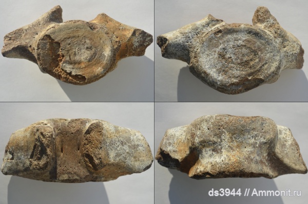 неоген, позвонки, Cetotherium