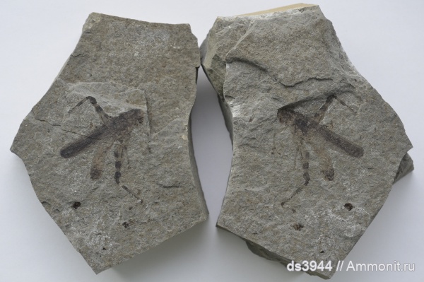 неоген, насекомые, р. Пшеха, Acrididae