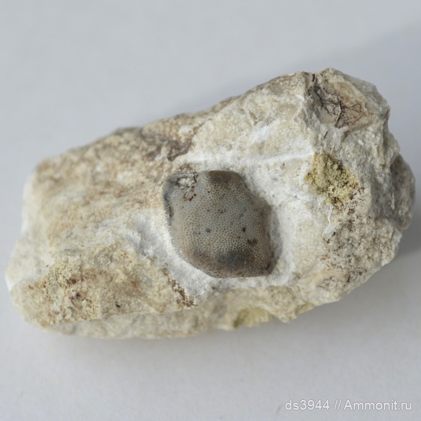 юра, зубы, титонский ярус, Strophodus