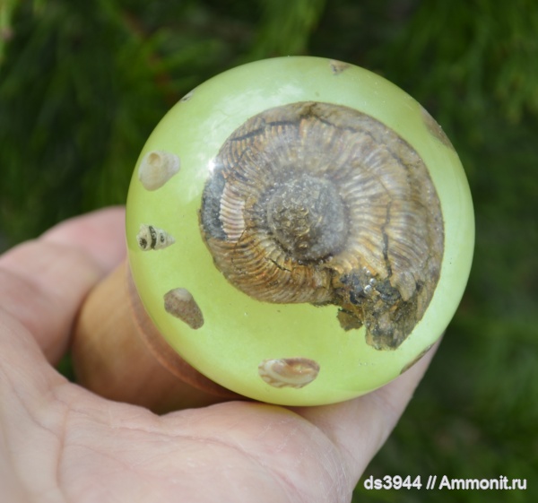 аммониты, юра, палеоарт, Lamberticeras
