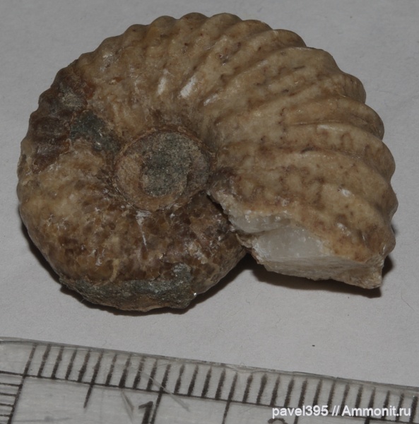 аммониты, мел, нижний мел, Дагестан