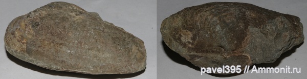 моллюски, мел, нижний мел, Дагестан