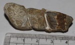 Моллюск, нижн. мел (?)