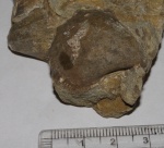 Моллюски (из центр. Дагестана)