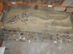 Ископаемый кит Cetotherium