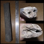 фрагмент нижней челюсти ископаемого кита(Cetotherium)
