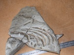 Фрагмент отпечатка рёбер с позвоночным столбом ископаемого дельфина(Delphinidae sp )