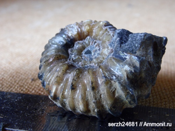 аммониты, моллюски, головоногие моллюски, мезозойская эра, беспозвоночные, Ammonites, Acanthohoplites, Краснодарский край, р. Курджипс