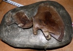 Фрагмент лопатки и суставной кости млекопитающего неогена.