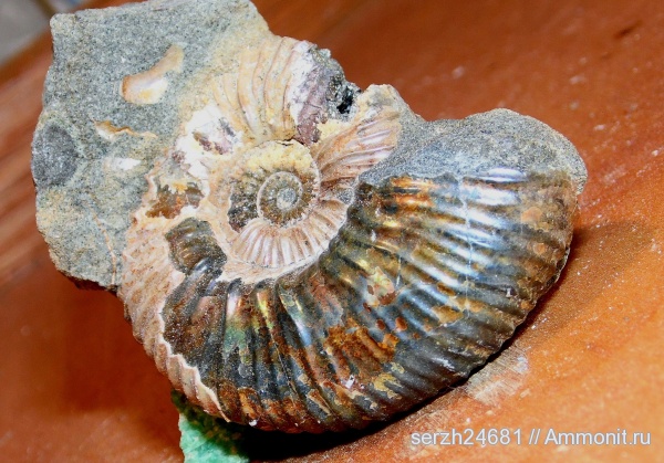 моллюски, головоногие моллюски, мезозой, беспозвоночные, нижний мел, Acanthohoplites, Краснодарский край, р. Курджипс, Lower Cretaceous