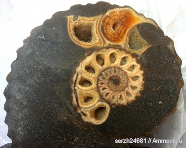 аммониты, моллюски, мел, головоногие моллюски, мезозой, беспозвоночные, нижний мел, аптский ярус, Адыгея, Ammonites, р. Хокодзь, Aptian, Cretaceous, Lower Cretaceous