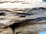 Окаменелая меловая древесина с прикреплёным коконом личинки.