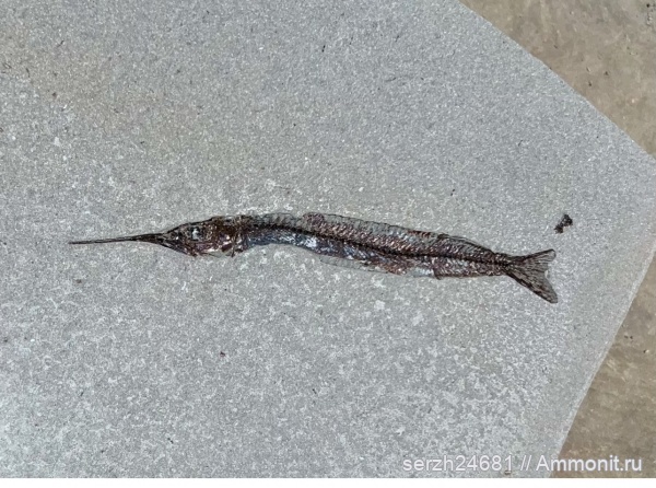 неоген, Россия, кайнозой, Краснодарский край, р. Пшеха, поправьте теги, нижний сармат, р.Пшеха.Кайнозой, полурыл  hyporhamphus, полурыл, hyporhamphus