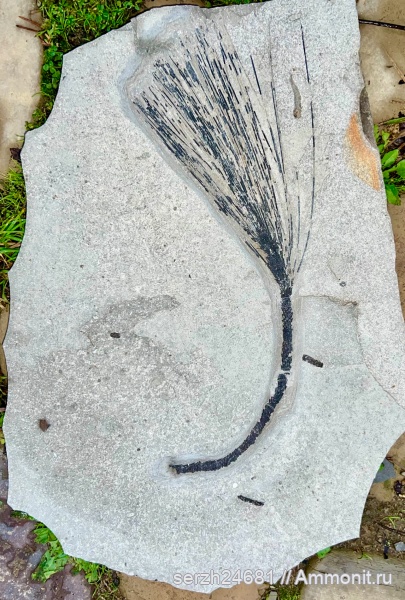 неоген, Россия, высшие растения, Краснодарский край, р.Пшеха.Кайнозой