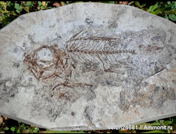 палеоген, Россия, олигоцен, Краснодарский край, perciformes, р.Пшеха.Кайнозой