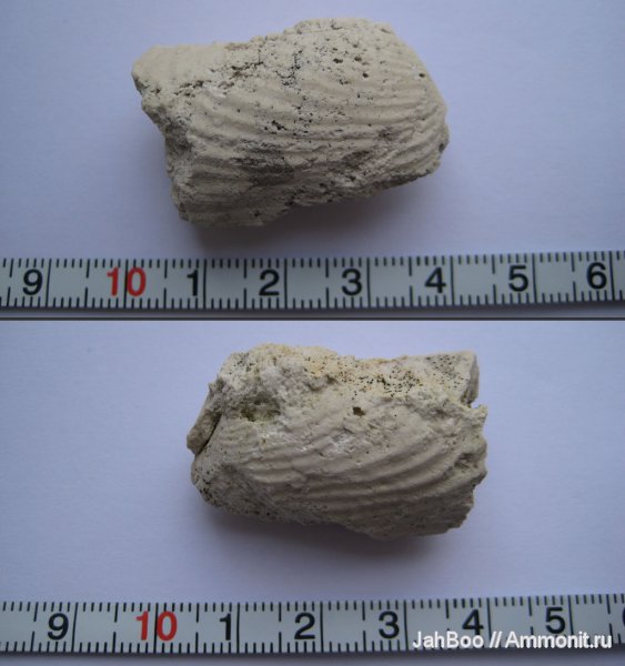 карбон, двустворчатые моллюски, Wilkingia
